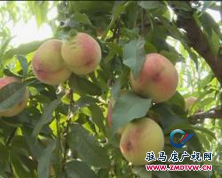 汝南縣： 生態有機桃熱銷  市民爭相體驗采摘樂