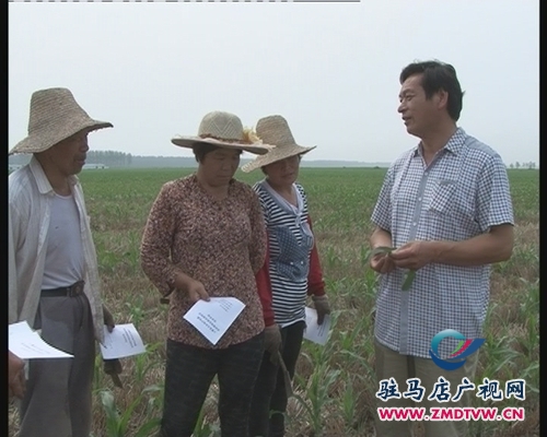 上蔡：加大玉米“二代粘蟲”預防奪秋糧豐產