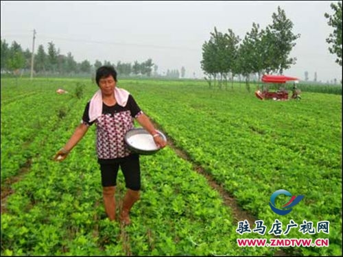 正陽：好雨知時節 秋田潤甘霖