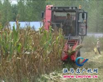 汝南縣：30萬畝春玉米喜獲豐收 再創歷史新高