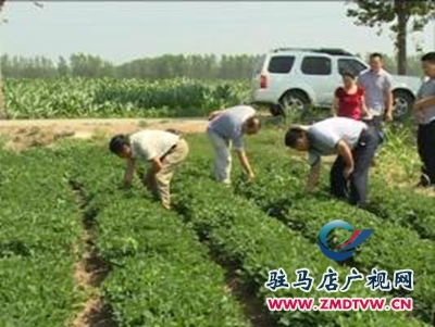 西平縣重渠鄉多舉措打造“花生之鄉”品牌