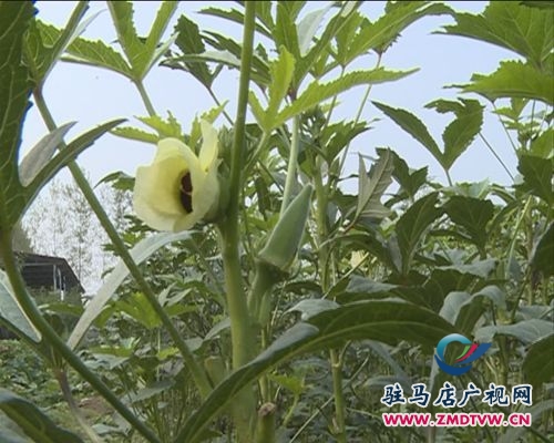 百畝秋葵喜豐收  農戶唱響致富經
