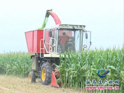 秸稈青貯“變廢為寶”促使農牧雙贏