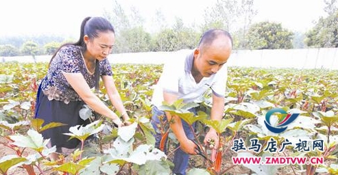 上蔡縣東洪鎮種植秋葵效益好