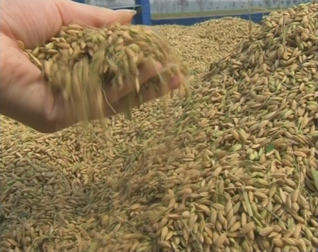 確山縣留莊鎮十萬畝高標準糧田示范區水稻喜獲豐收