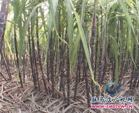 上蔡百尺富民甘蔗節節甜