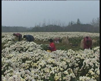 小菊花做出大產業