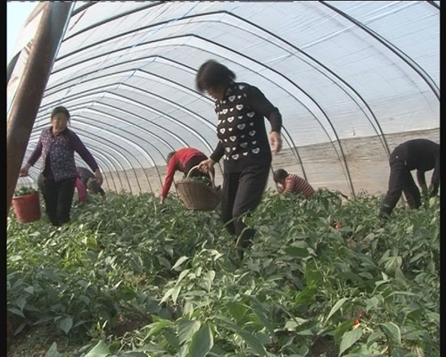 農閑人不閑 大棚致富忙