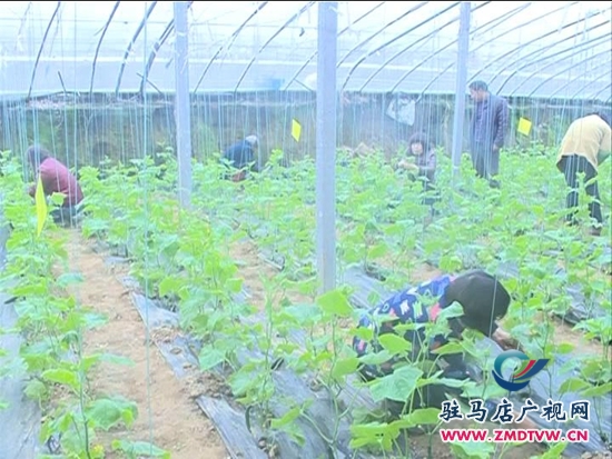 農業合作社： 大力發展特色種植，帶動群眾致富增收_2014124213021.JPG