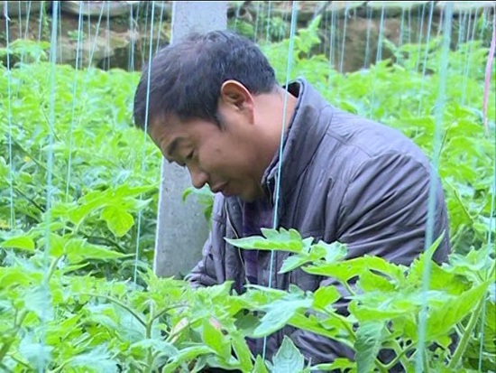 發展特色種植 帶動群眾致富（圖）