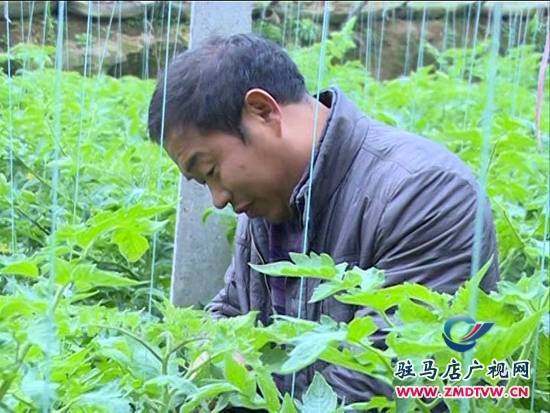 農業合作社： 大力發展特色種植，帶動群眾致富增收_2014124213143.JPG