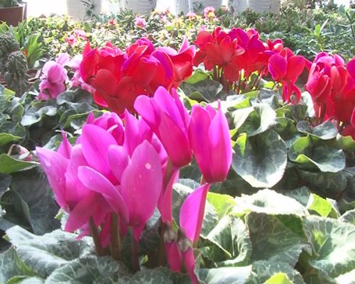 調整種植結構為致富夢插上翅膀（圖）