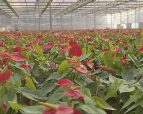 汝南縣溫棚花卉瞄準“雙節”市場