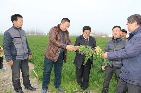 “莊稼醫生”出診到地頭 小麥高產農民不用愁