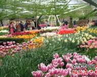 賞花：室內百花園開園了！嵖岈山溫泉小鎮是一個一年有花香的旅游休閑的好地方,郁金香,薰衣草,梅園,葵花園,百合花香園,花開在春夏秋冬,目前室內郁金香正在開園,吸引了大批游客,郁金香花開爭艷,游客流連忘返,在寒冷的冬天,看到如此鮮艷的郁金香鮮花綻放,在中原尚屬首家.門票咨詢0396-4999999/4999906