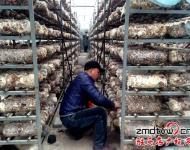 近年來(lái)，泌陽(yáng)縣努力把食用菌產(chǎn)業(yè)打造成生態(tài)、健康的產(chǎn)業(yè)，并做大做強(qiáng)，引領(lǐng)農(nóng)民增收，農(nóng)業(yè)增效。為進(jìn)一步發(fā)展食用菌產(chǎn)業(yè)，提高土地利用率和整體種植效益，泌陽(yáng)縣鼓勵(lì)引導(dǎo)種植戶在生產(chǎn)上標(biāo)準(zhǔn)化，在栽培上基地化，在設(shè)施上現(xiàn)代化，并積極幫助種植戶、種植大戶、食用菌種植合作社協(xié)調(diào)土地、資金、技術(shù)等發(fā)展壯大食用菌產(chǎn)業(yè)。