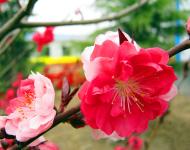每年3月是桃花盛開的季節，此時，百花爭妍、萬紫千紅，漫山遍野都是花的海洋。