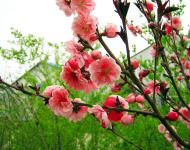又是一年春光美，田野無處不飛花。桃花、梨花、油菜花、櫻花、李花、……醉人花海誰最美?田野花仙個個佳。