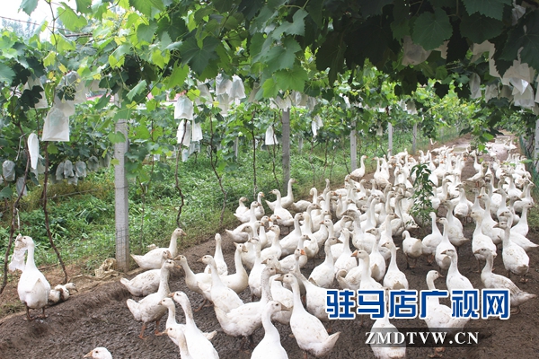 胡光明生態葡萄園1.jpg