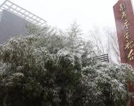 路邊的樹木，不一會就堆滿了雪花。這個冬天的雪景，哪能少了它們的點綴？