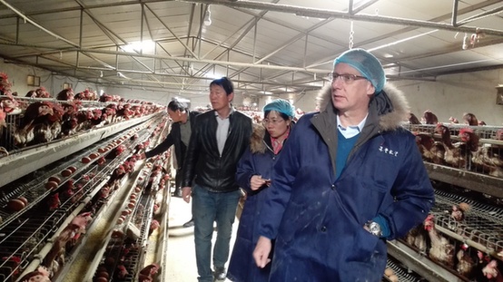 金衛東：禾豐牧業的目標是世界前十
