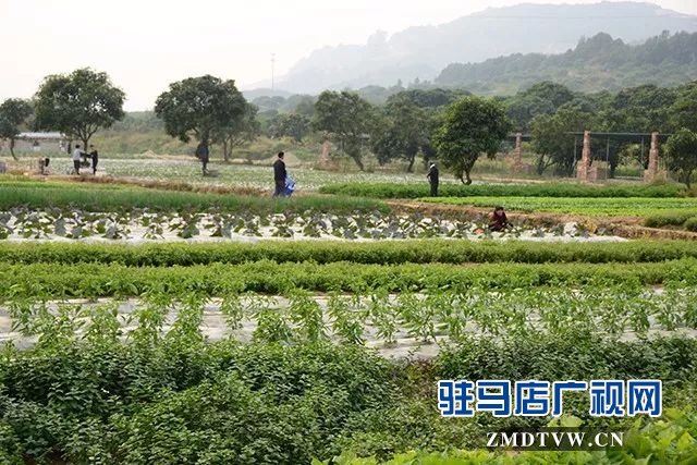 05許明煥開設(shè)的農(nóng)場(chǎng)基地.jpg