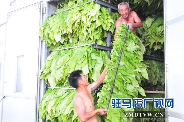 泌陽縣郭集鎮烤煙工作如火如荼