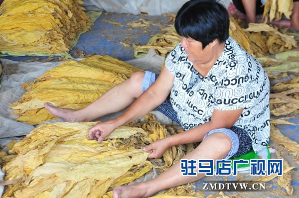 泌陽縣郭集鎮烤煙工作如火如荼