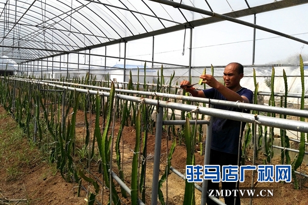 褚市魏莊：特色農業種植再添新活力