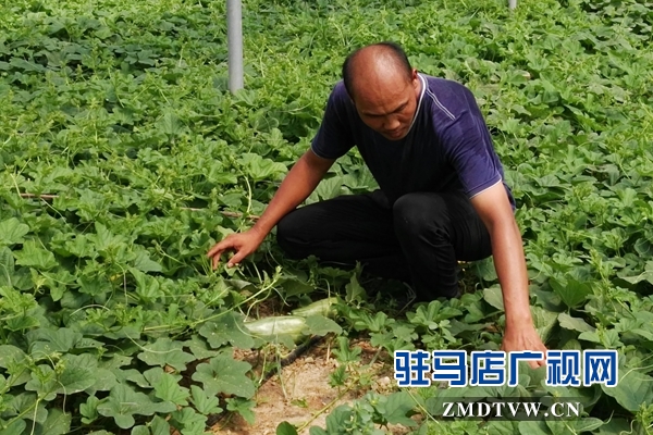 褚市魏莊：特色農業種植再添新活力