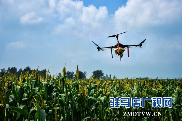 正陽縣永興鎮：貧困戶免費用上無人機打藥啦