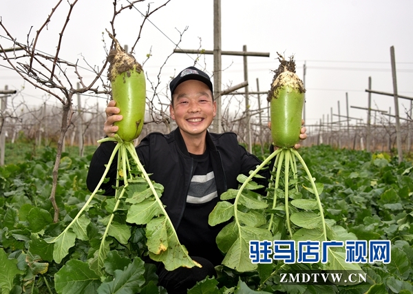正陽縣永興鎮：蔬菜豐收菜農笑