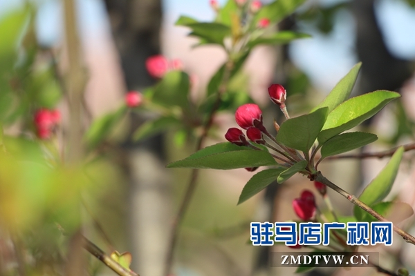 西平縣：第二屆海棠文化旅游節開幕