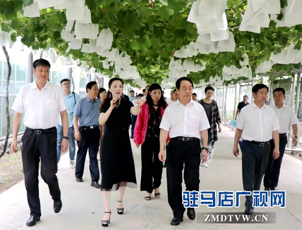 省政協副主席張亞忠到遂平縣杰美葡萄莊園調研休閑農業發展工作