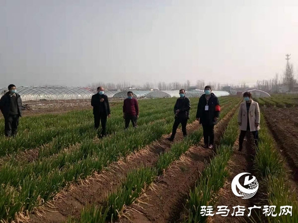 點贊！上蔡縣齊海鄉一村民8畝大蔥免費贈鄉親