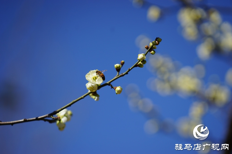 你看，紅梅、白梅、迎春花