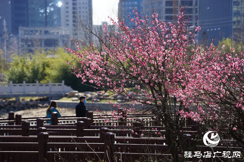 看她的滿城花開  攝影 文字：王向陽  歡迎轉載，請注明作者出處