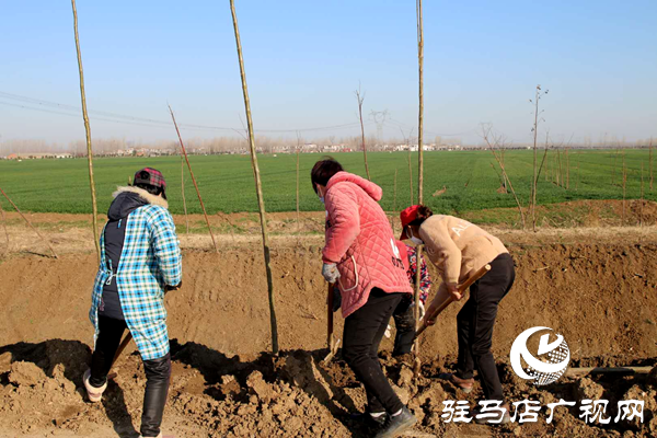 上蔡縣百尺鄉搶時機忙植樹  防疫造林兩不誤