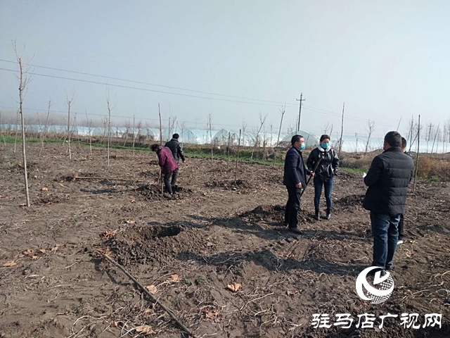上蔡縣楊屯鄉：疫情防控和植樹造林 “兩不誤”
