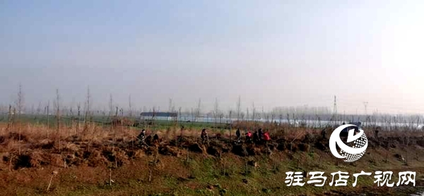 上蔡縣蔡都街道多舉措組織開展植樹造林活動