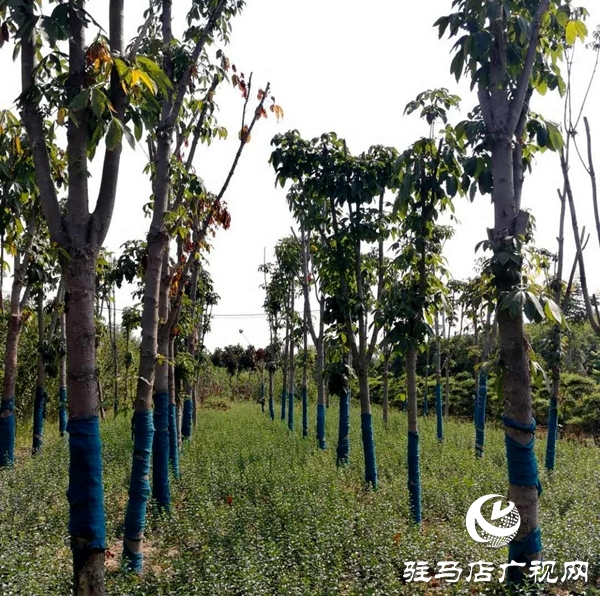 上蔡縣和店鎮成立花木協會 打造生態品牌