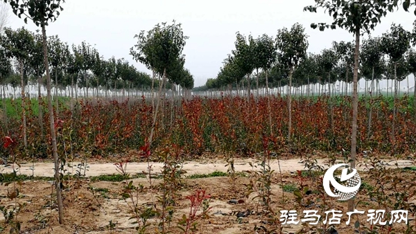 上蔡縣和店鎮成立花木協會 打造生態品牌