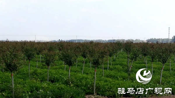 上蔡縣和店鎮成立花木協會 打造生態品牌