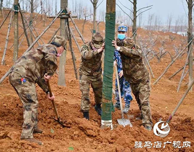 上蔡縣四大班子領導參加義務植樹活動