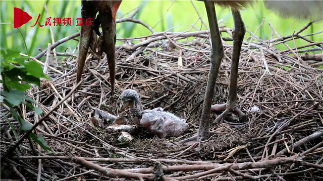 母親節，看動物老母親如何反芻哺育幼崽