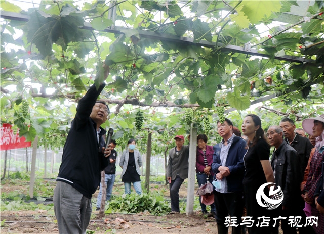 國家葡萄產業技術體系豫東試驗站培訓會在遂平縣召開