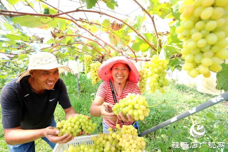 河南駐馬店市驛城區：趙濤扶智扶志 帶民奔跑小康