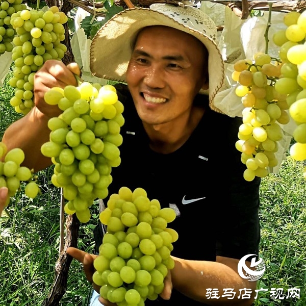 河南駐馬店市驛城區：趙濤扶智扶志 帶民奔跑小康