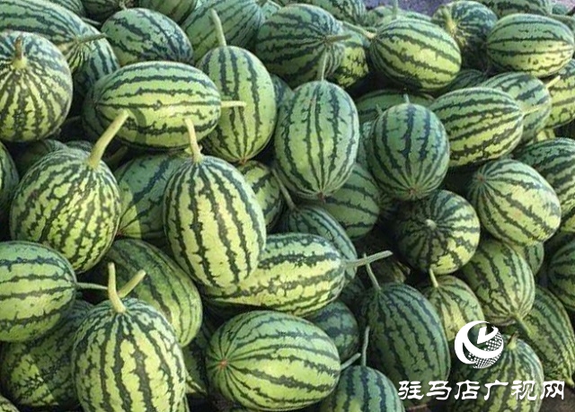 驛城區朱古洞鄉：瞄準“餐桌”經濟 帶民脫貧奔小康