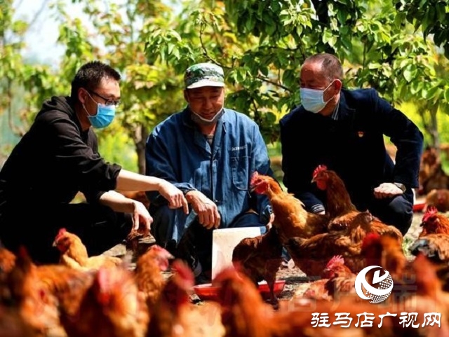 驛城區朱古洞鄉：瞄準“餐桌”經濟 帶民脫貧奔小康
